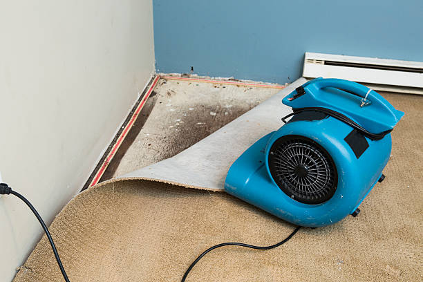 Best Water damage contractors near me  in Alliae, NC